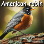 American robin