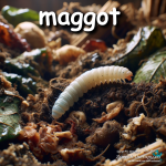 maggot