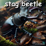 stag beetle